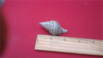 Nice banded tulip shell, about 2 1/4" long